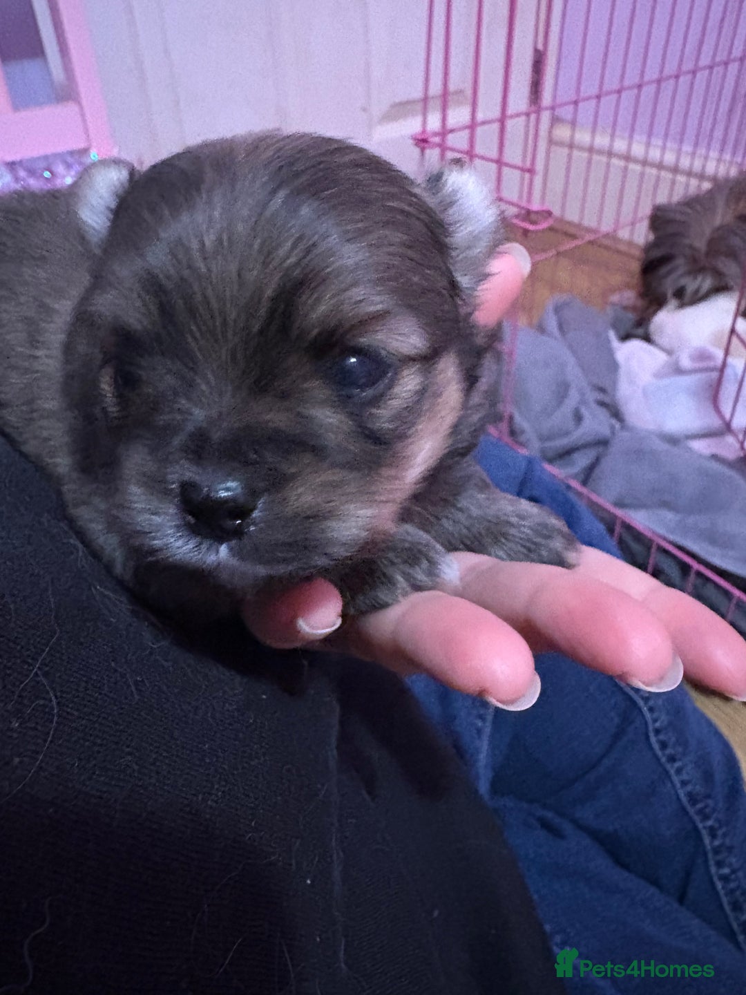 Mixed Breed dogs for sale: Mixed breed puppies - Advert 8