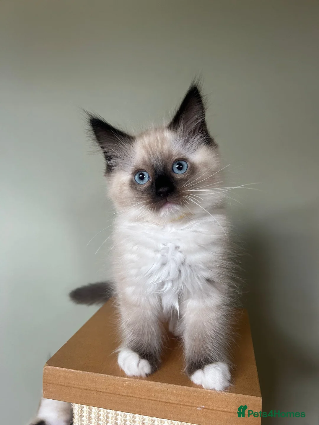 Ragdoll cats for sale: Adorable Pedigree Ragdoll Kittens - Advert 2