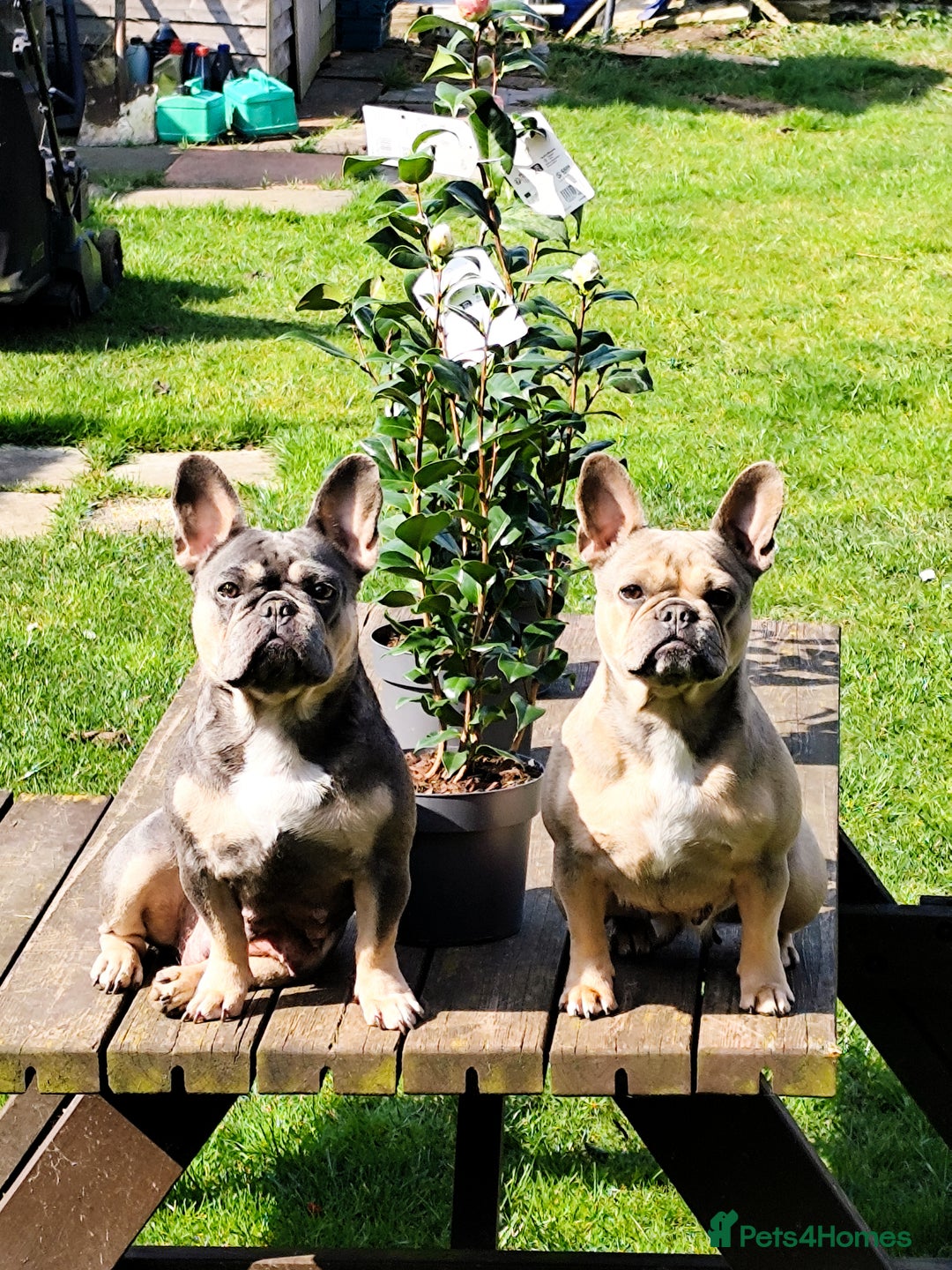 French Bulldog dogs for sale: Bulldog franch  - Image 9
