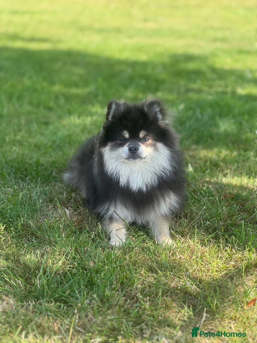 Pomeranian dogs for stud: Stunning KC Reg blue and tan Pom at Stud  in Ripon - Advert 4