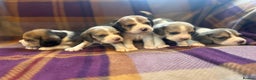 Beagle dogs for sale: KC Reg Beagle pups - Advert 1