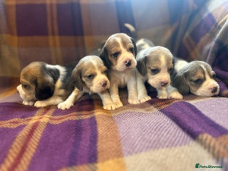 Beagle dogs KC Reg Beagle pups - Advert 1