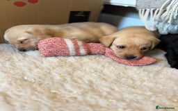 Labrador Retriever dogs for sale: 🐾 Labrador Retriever Puppies for Sale 🐾 - Image 5