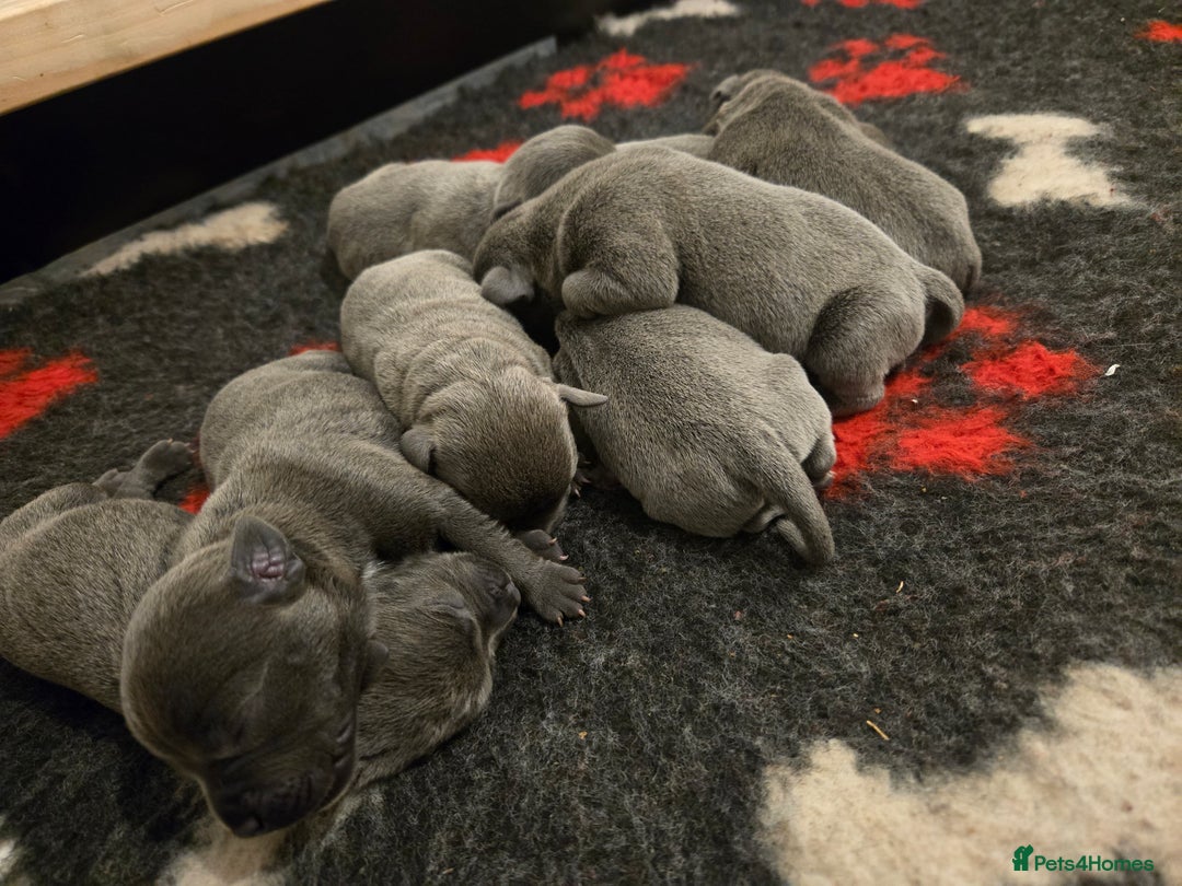 Staffordshire Bull Terrier dogs for sale: Blue Staffy Puppies 🐶 - Advert 10