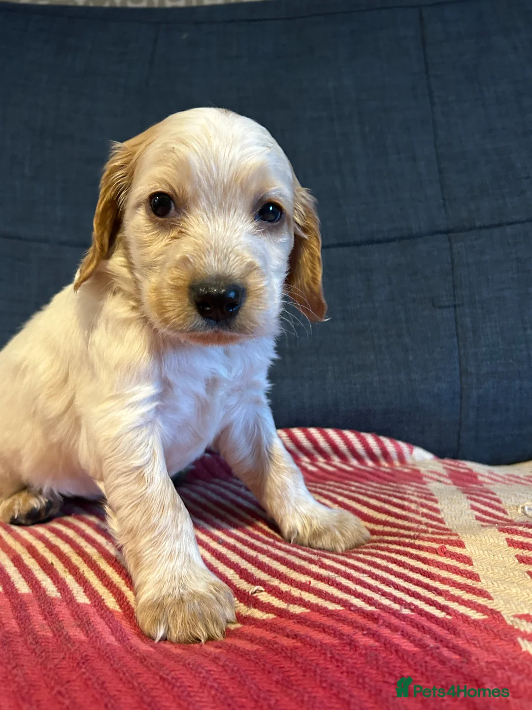 Mixed Breed dogs for sale: Cockapoo / Sprocker Puppies - Advert 6