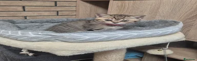British Shorthair 3
