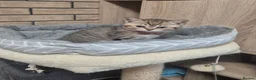 British Shorthair cats for sale: British Shorthairs  - Advert 32