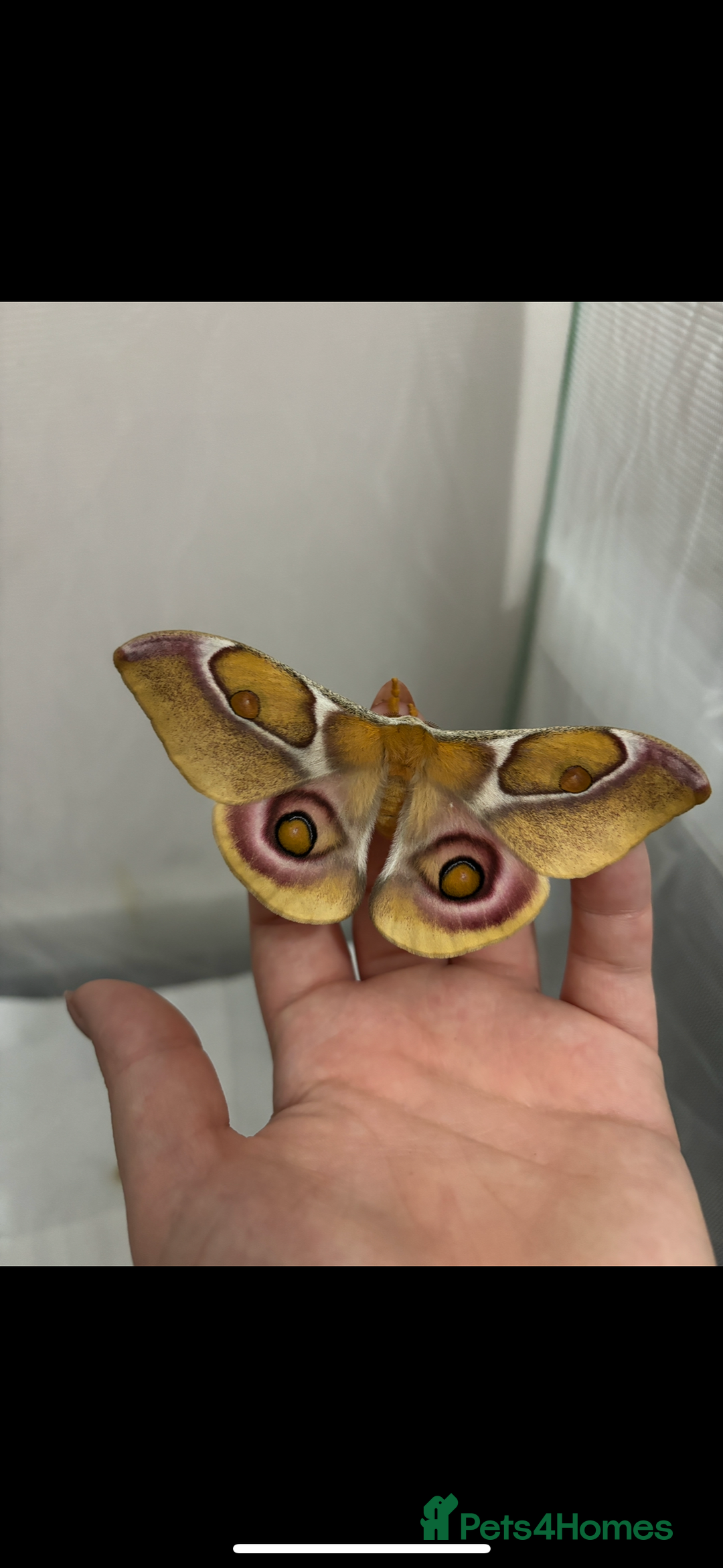 Mixed Breed invertebrates for sale: madagascan bullseye moth EGGS - Advert 2