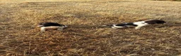 English Springer Spaniel dogs for sale: Springer spaniel pups in Abergavenny - Advert 6