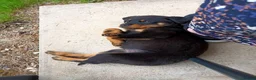 Rottweiler dogs for sale: Rottweiler - Advert 12