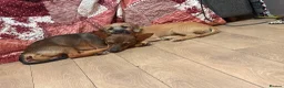 Mixed Breed dogs for sale: Boy and girl puppy  in London - Advert 5