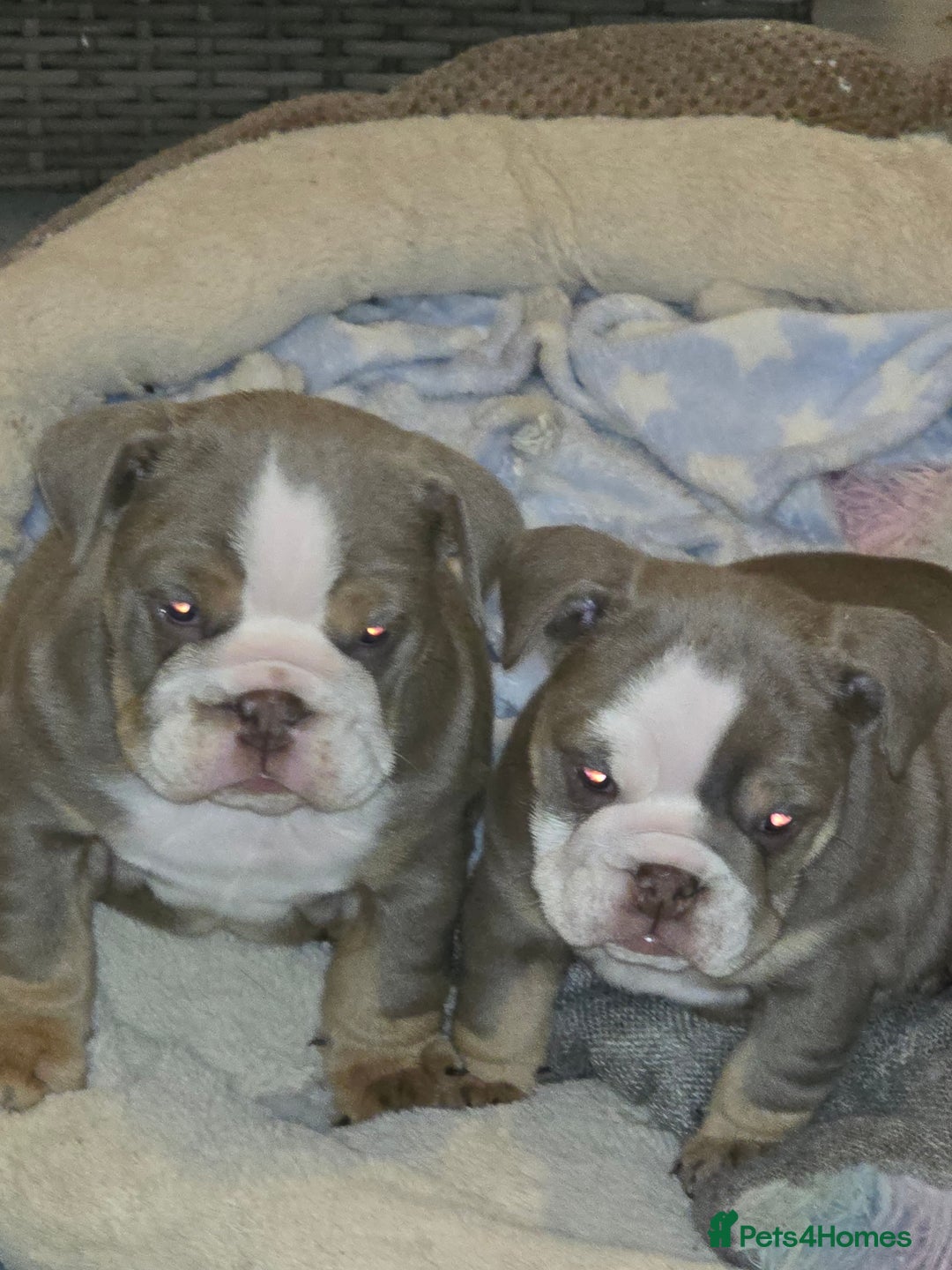 English Bulldog dogs for sale: English bulldog girls - Advert 8