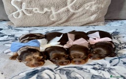 Miniature Dachshund dogs for sale: KC Championship line miniature dachshunds  - Image 6