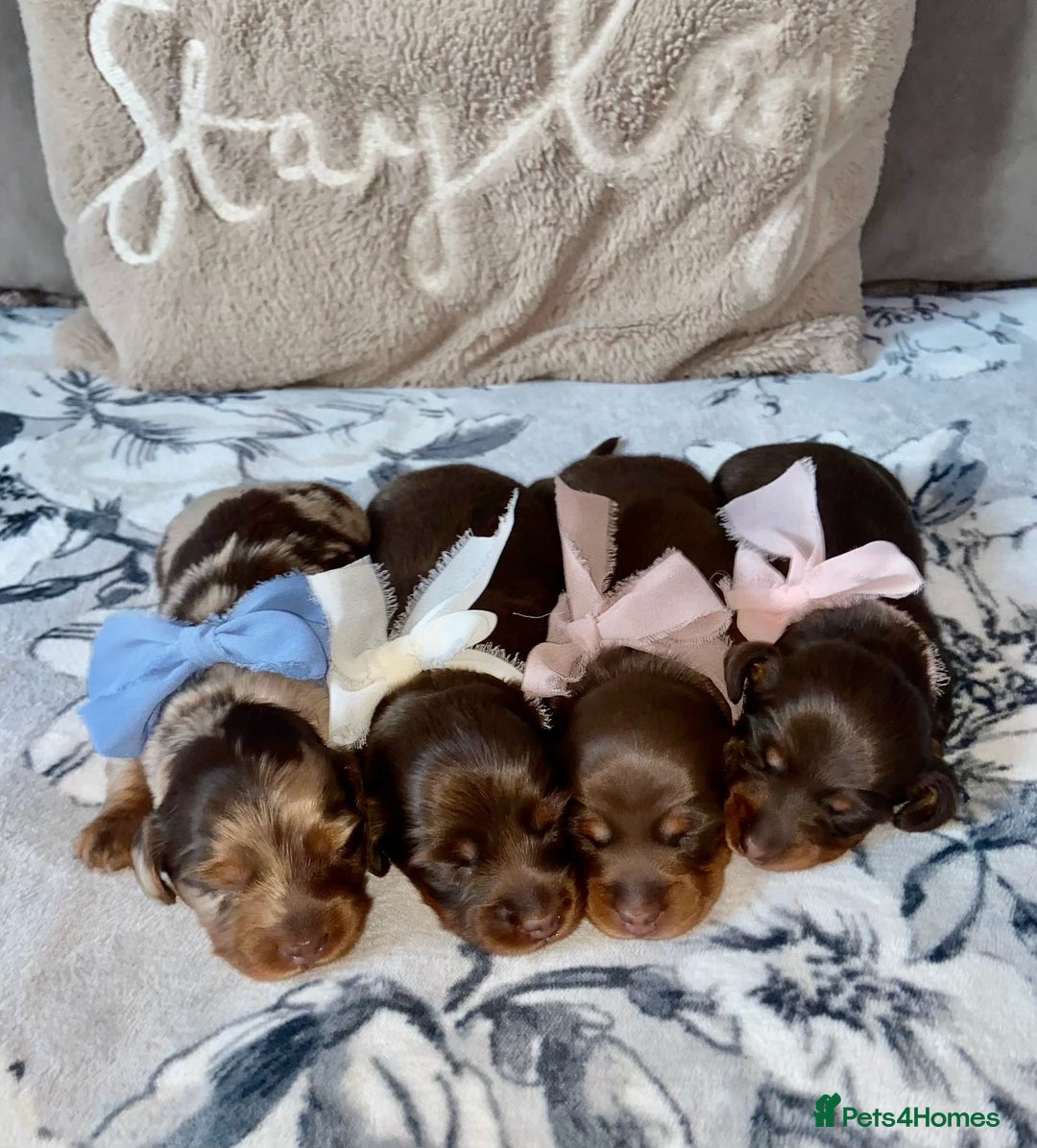 Miniature Dachshund dogs for sale: KC Championship line miniature dachshunds  - Image 6