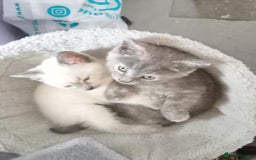 Mixed Breed cats for sale: Kitties  - Image 5