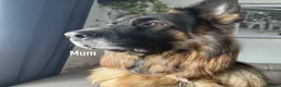 German Shepherd dogs for sale: 2 long-haired German Shepherd puppies for sale in Haverhill - Advert 13