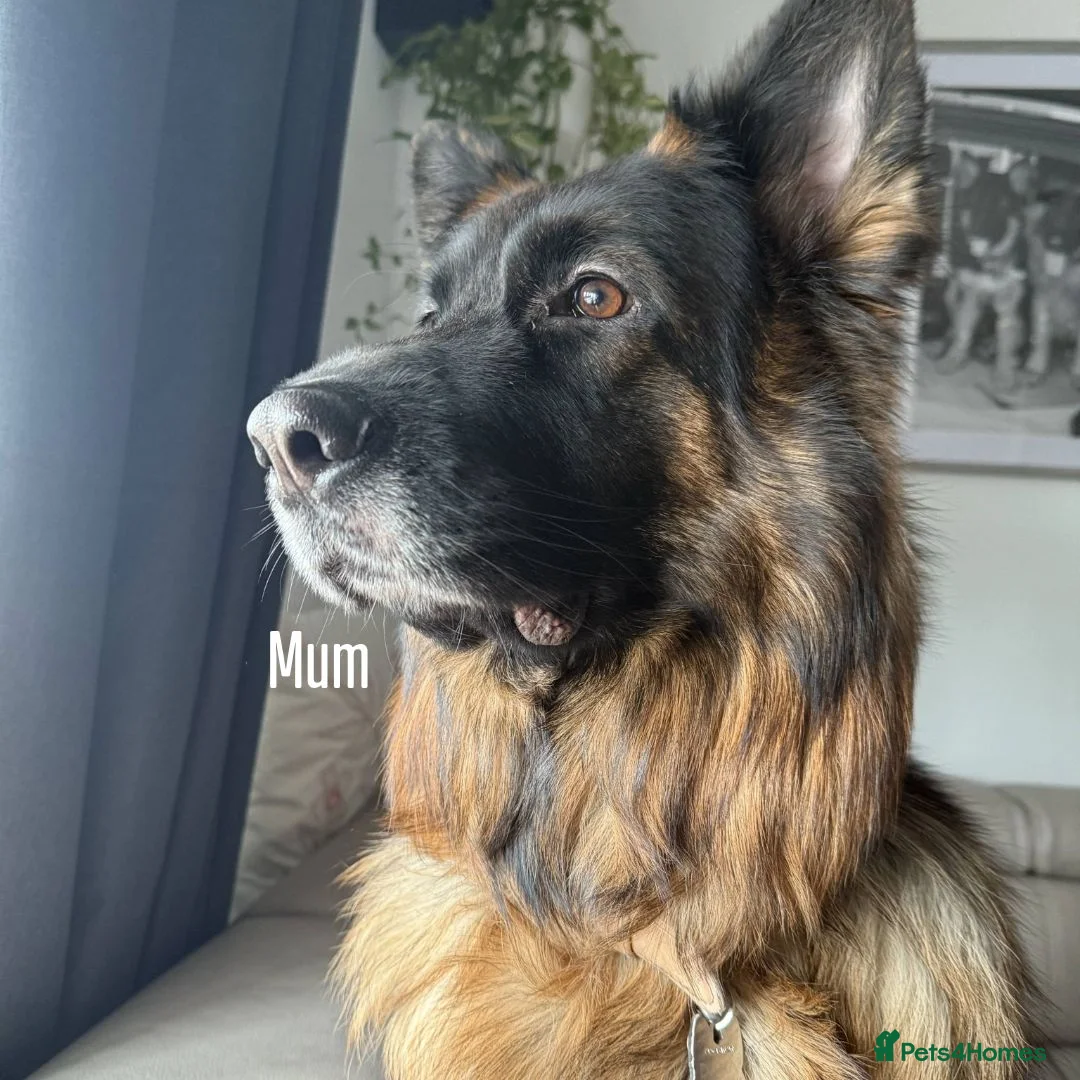 German Shepherd dogs for sale: 2 long-haired German Shepherd puppies for sale in Haverhill - Advert 13