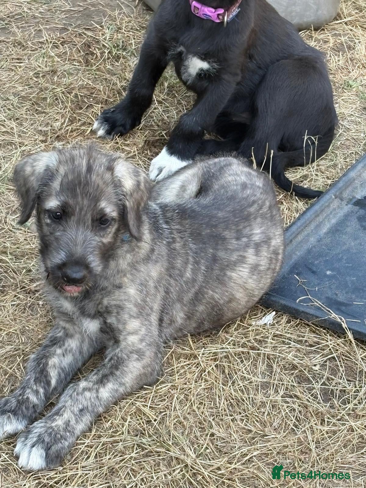 Irish Wolfhound dogs Stunning Irish Wolfhound Pups  - Advert 3