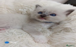 Ragdoll cats for sale: Stunning Ragdolls kittens  - Image 2