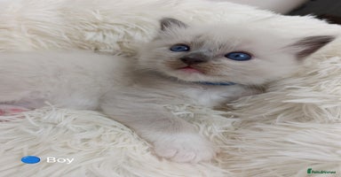 Ragdoll cats - Advert 2