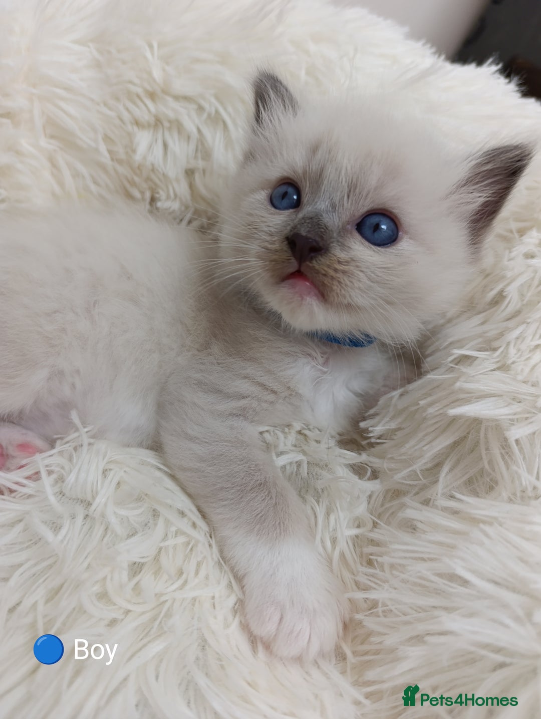 Ragdoll cats for sale: Stunning Ragdolls kittens  - Image 2