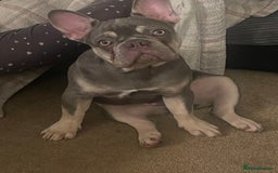 French Bulldog dogs for sale: Male French bulldog - Image 2