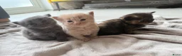 Mixed Breed cats for sale: 6 kittens  - Advert 9
