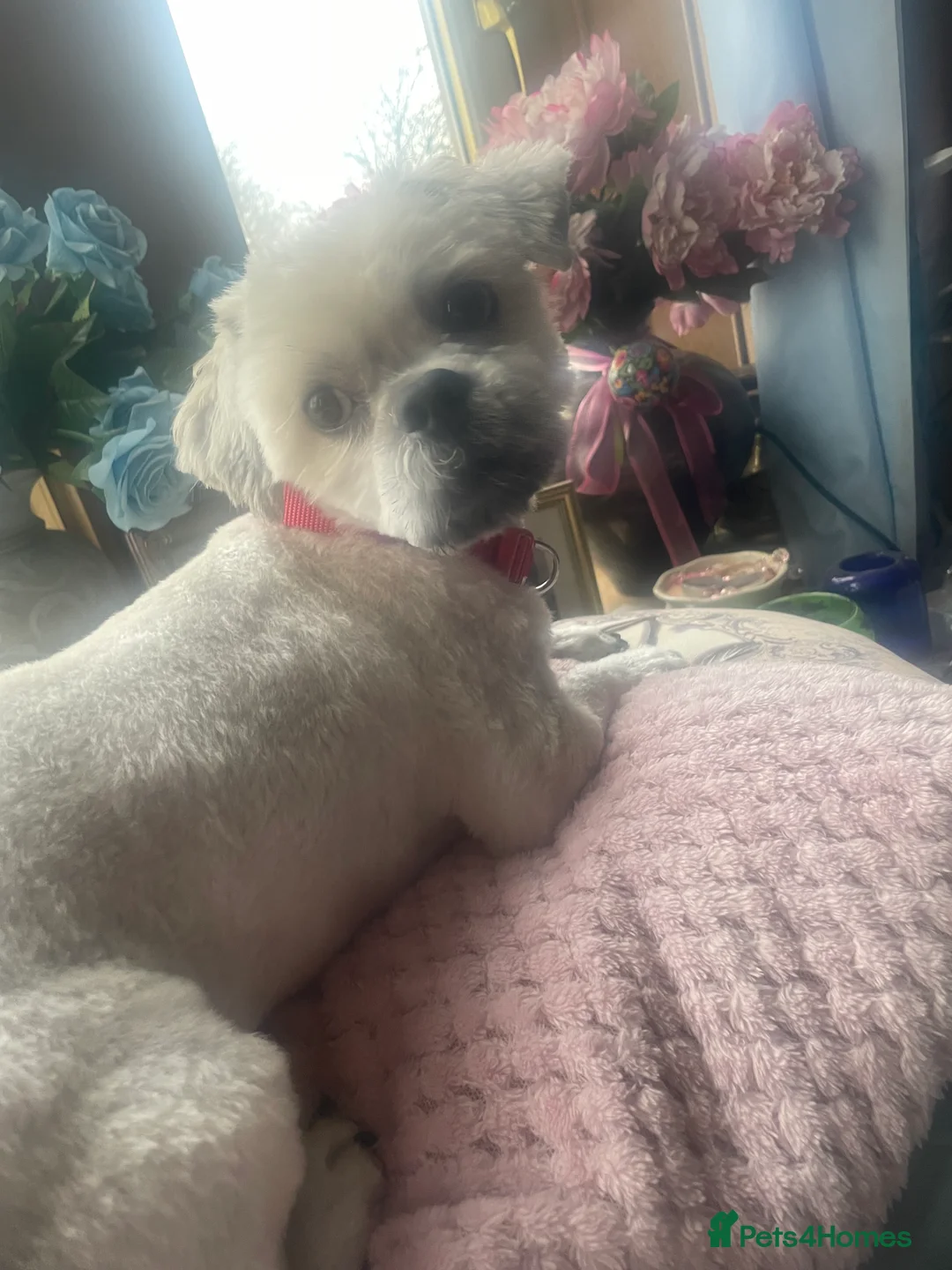 Lhasa Apso dogs for stud: Milo, ready to stud in Alloa - Advert 3