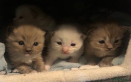 Ragdoll cats for sale: Rare Cherubim ragdolls lilac mink sepia smoke  - Image 1
