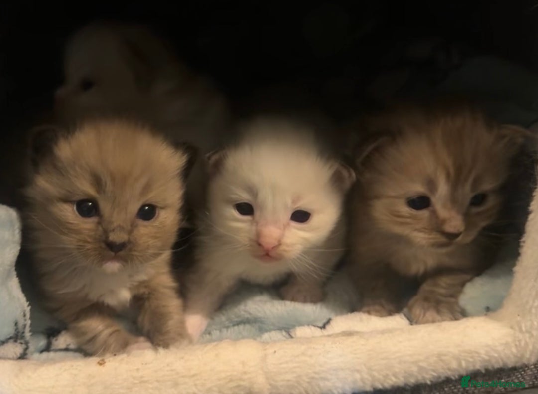 Ragdoll cats for sale: Rare Cherubim ragdolls lilac mink sepia smoke  - Image 1
