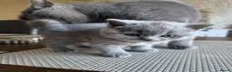 British Shorthair cats for sale: 1 Lilac & 1 Blue BSH kittens left - Advert 10
