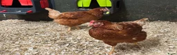 Chickens poultry for sale: Warrens in Coventry - Advert 6