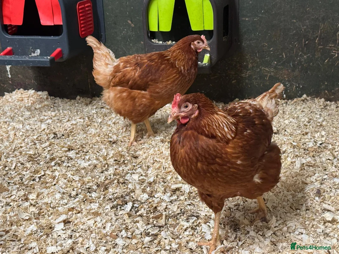 Chickens poultry for sale: Warrens in Coventry - Advert 6