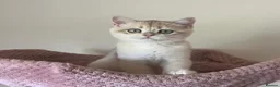British Shorthair cats for sale: Delightful Golden British Shorthair Kittens - Advert 17
