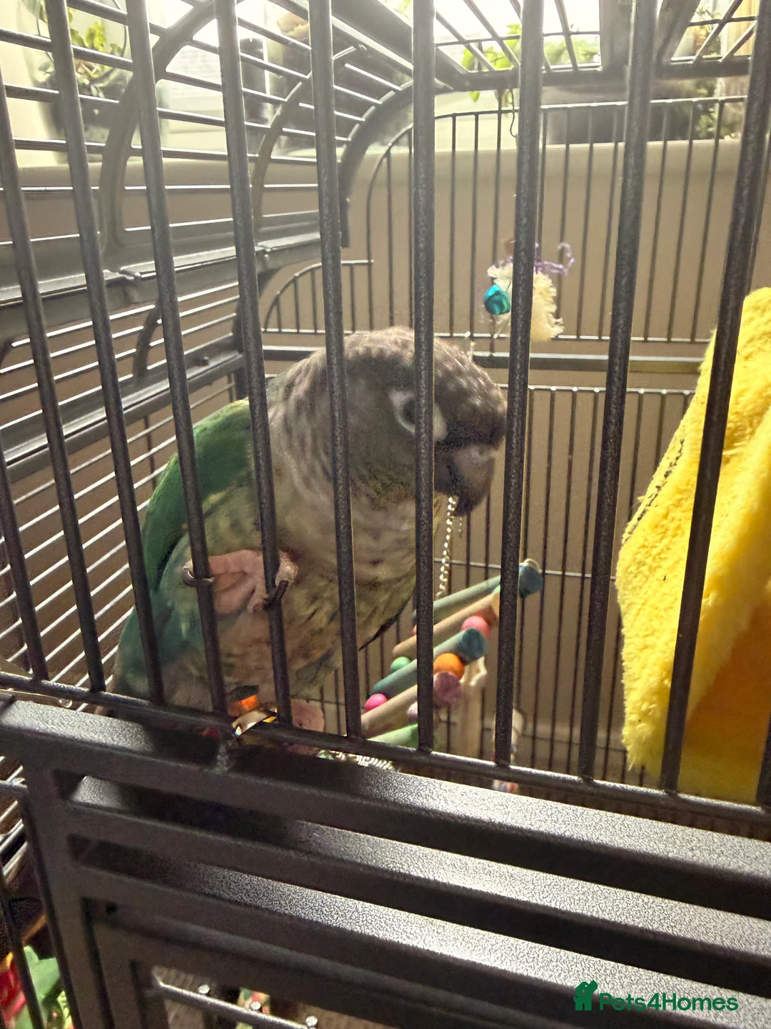 Conures birds for sale: Male green cheek conure  - Advert 2