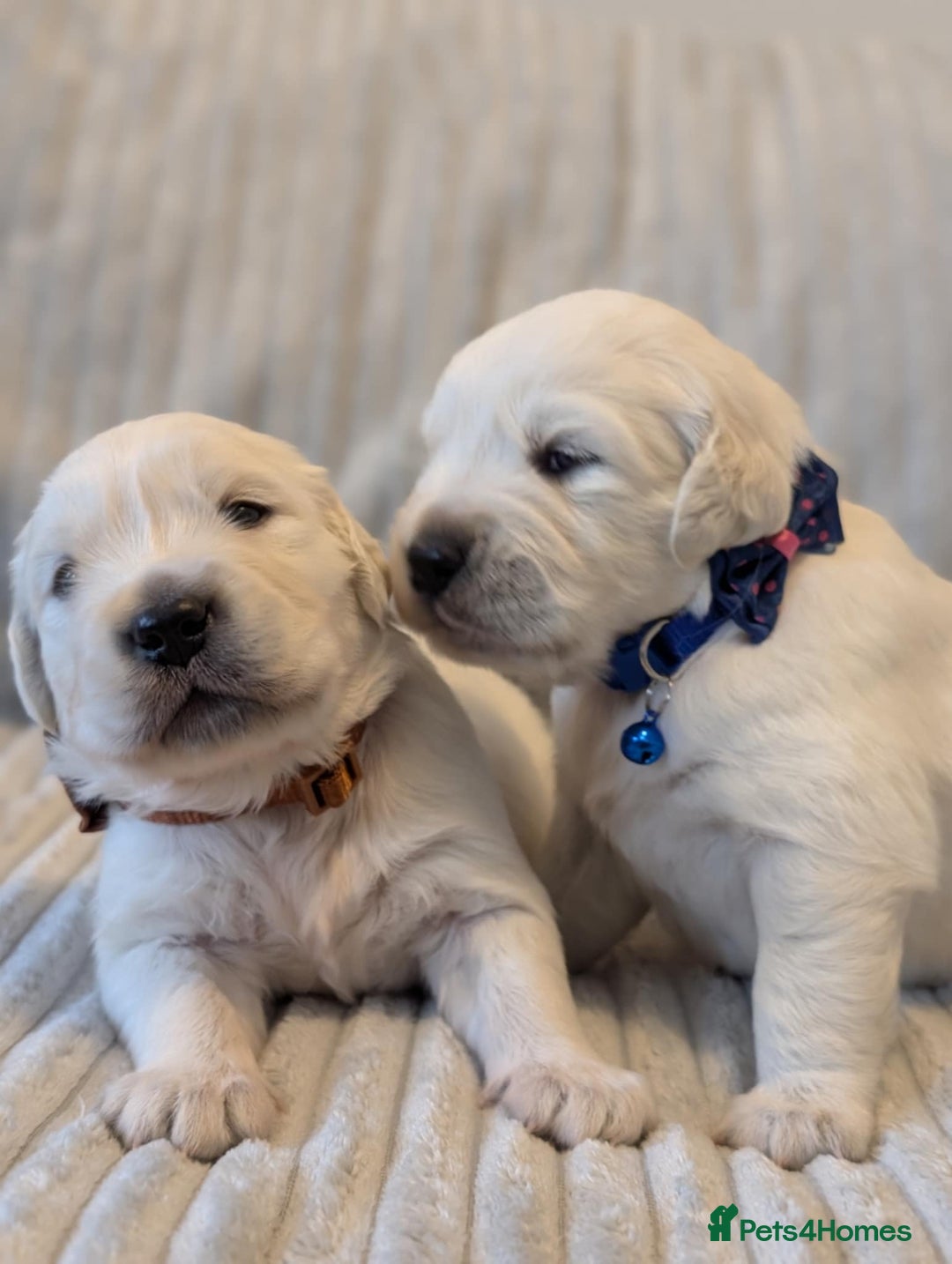 Golden Retriever dogs for sale: Golden Retriever KC - Image 9