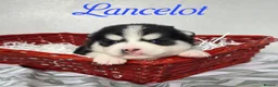 Pomsky dogs for sale: F3 Pomsky Puppies - Ready Soon - Advert 12