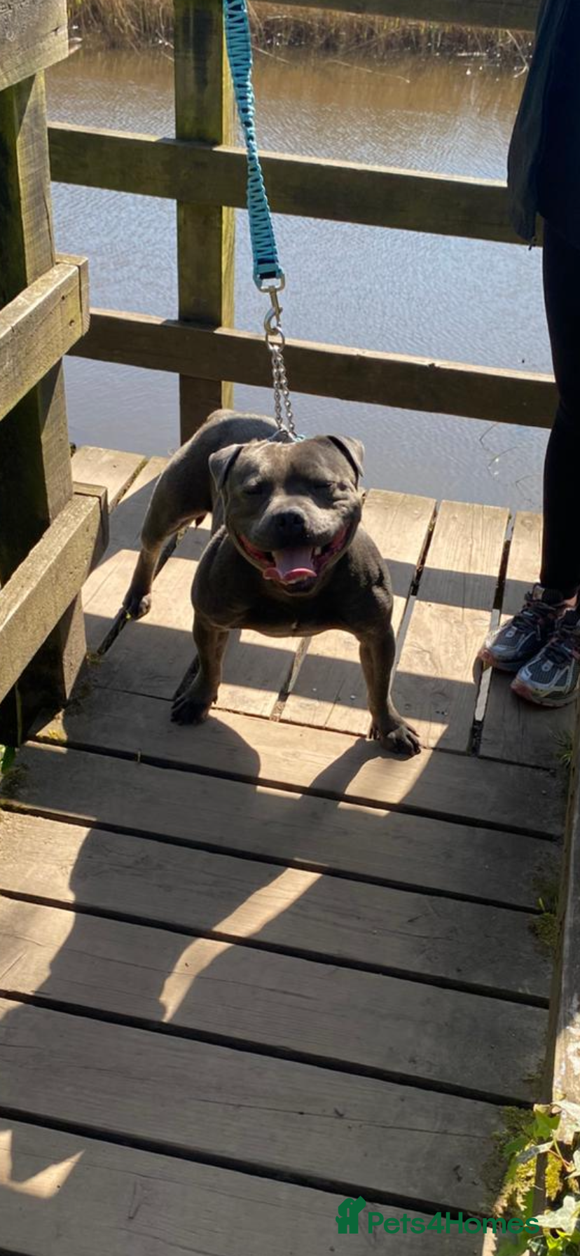 Staffordshire Bull Terrier dogs PROVEN Staffordshire bull terrier stud  - Advert 5