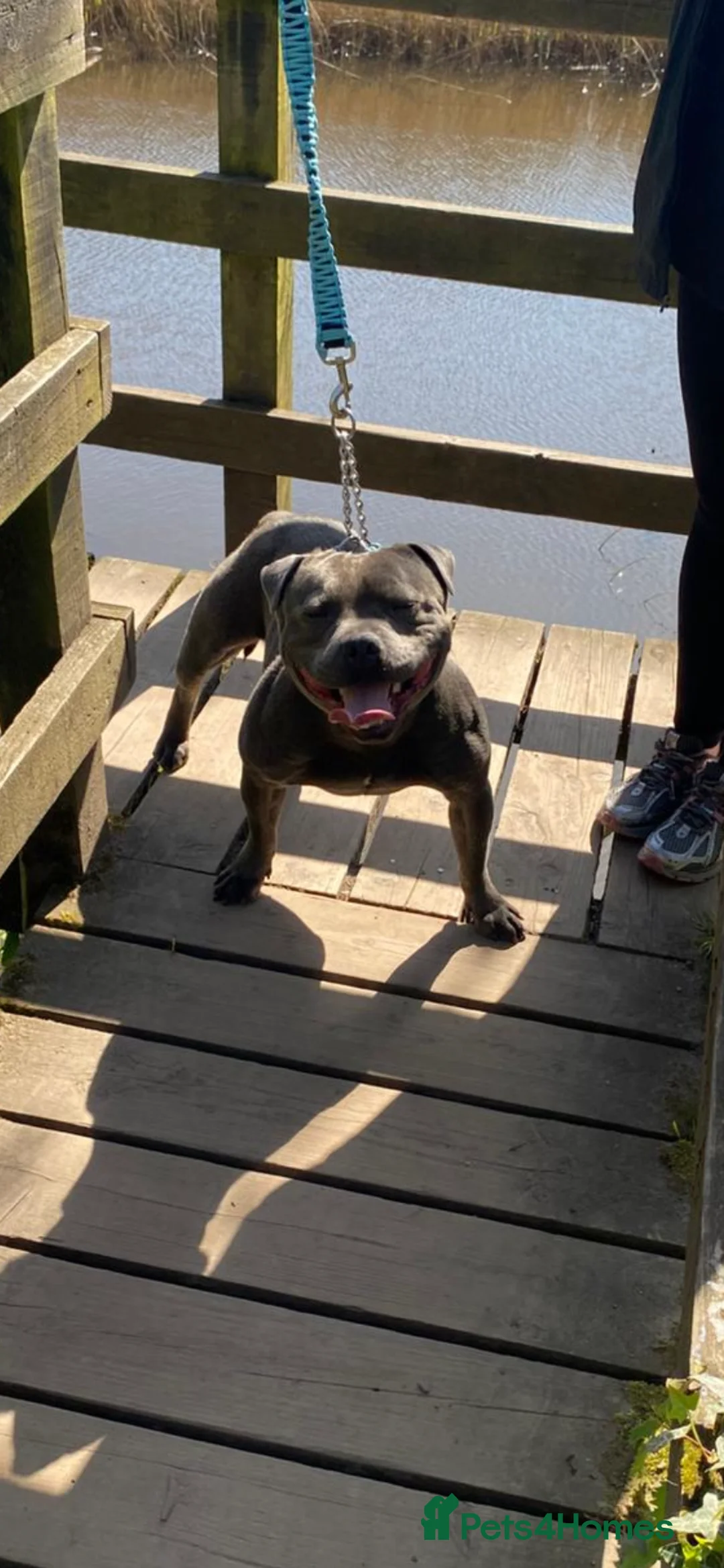 Staffordshire Bull Terrier dogs for stud: PROVEN Staffordshire bull terrier stud  - Advert 1