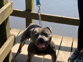 Staffordshire Bull Terrier dogs PROVEN Staffordshire bull terrier stud - Advert 11