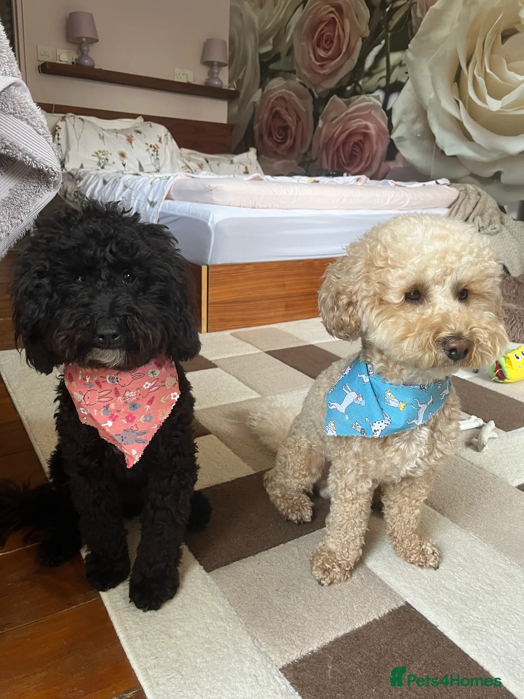 Miniature Poodle dogs for stud: Noodle is ready to host ladies in London - Advert 5