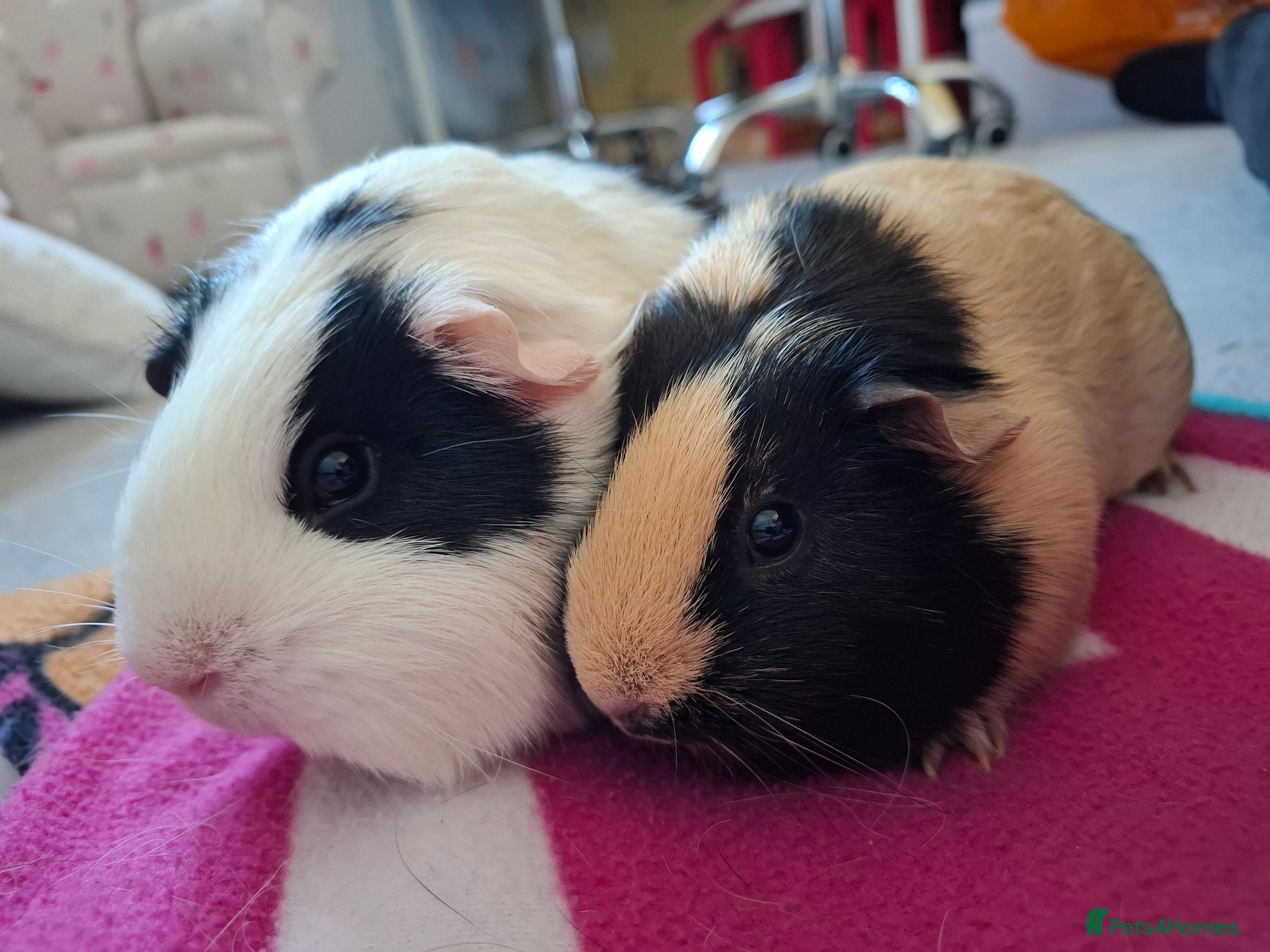 Guinea Pig rodents Two Beautiful Female Guinea Pigs - Advert 2