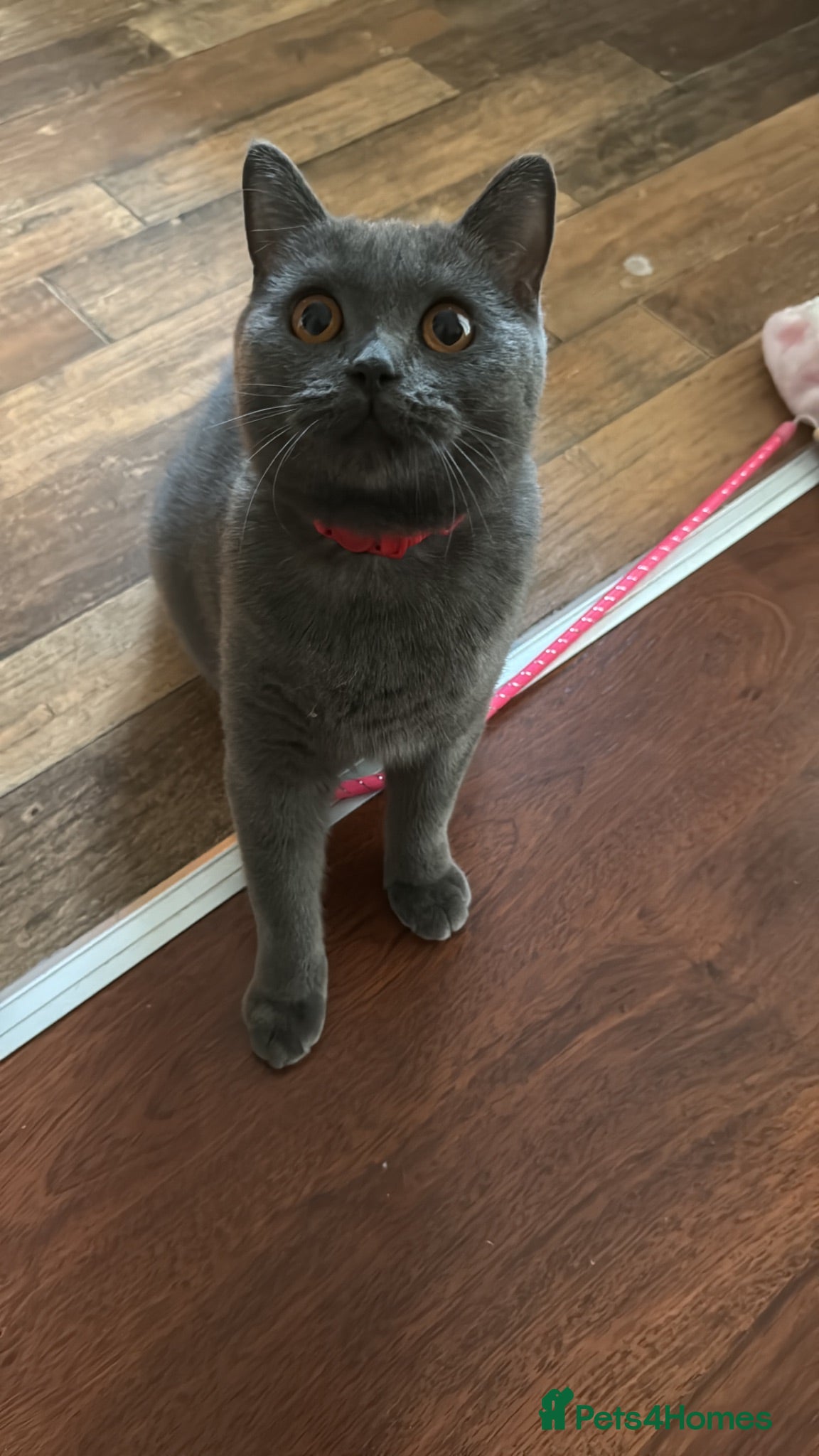 British Shorthair cats 🐱 British shorthair kittens pedigree ❤️❤️❤️ - Advert 2
