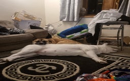 Akita dogs for sale: Akita puppies ready 7th December - Advert 1