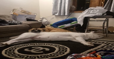 Akita dogs Akita Male puppies ready 7th December - Advert 1