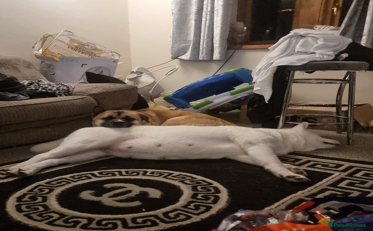 Akita dogs Akita puppies ready 7th December - Advert 14