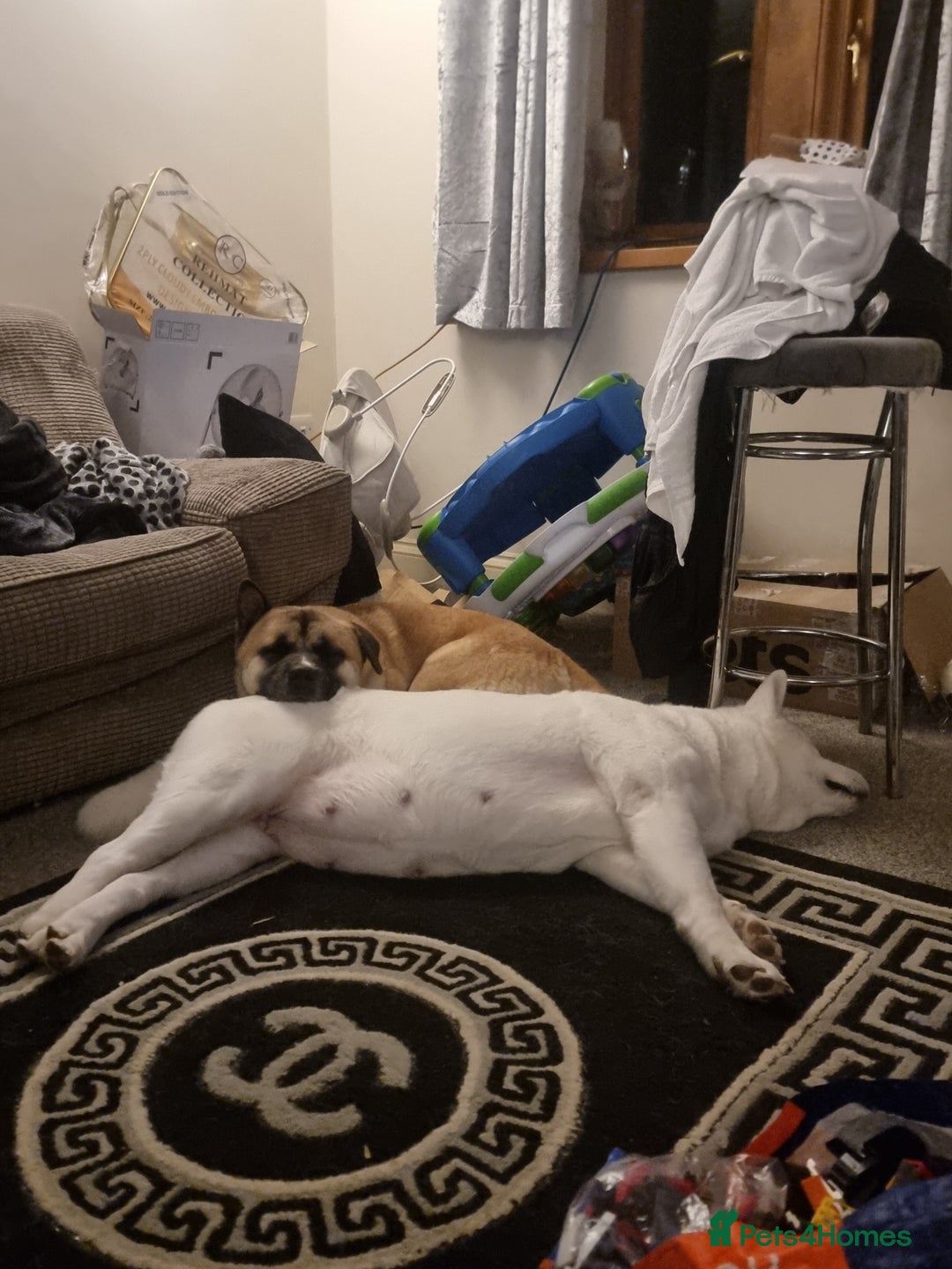 Akita dogs for sale: Akita puppies ready 7th December - Advert 1