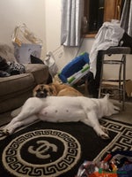 Akita dogs Akita Male puppies ready 7th December - Advert 1