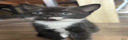 Mixed Breed cats for sale: Beautiful black and white tuxedo kittens  in Torquay - Advert 3