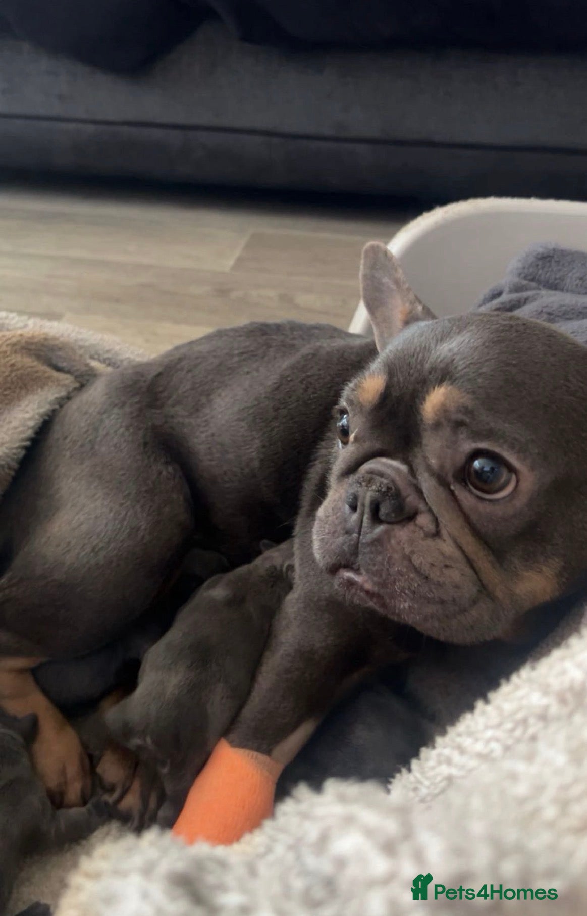 French Bulldog dogs 10 Week Old French Bulldogs For Sale.  - Advert 1
